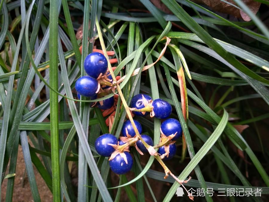 似兰花的草结蓝色的果实十分漂亮，其小块根是中药，您可认识