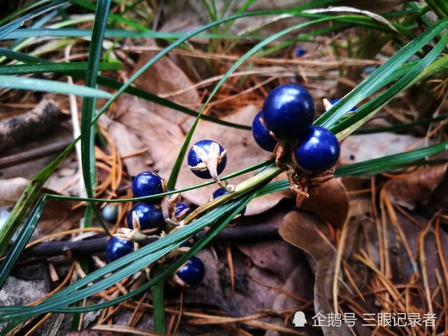 似兰花的草结蓝色的果实十分漂亮，其小块根是中药，您可认识