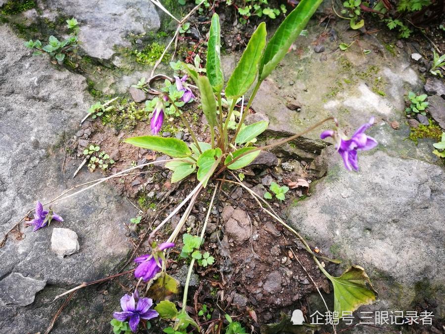 一种开紫色花的植物有人称它铧头草可制作盆景也可药用