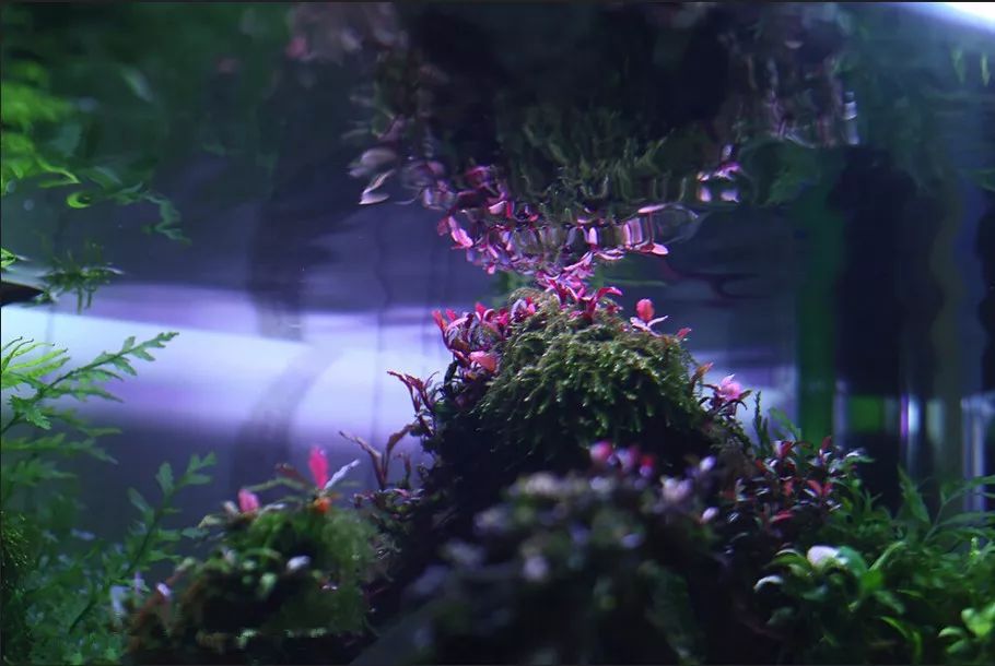 水中花开什么原理_水中倒影图片