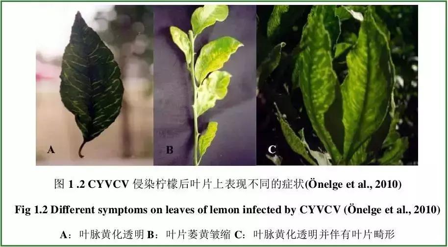 柑橘新病害之柑橘黄化脉明病