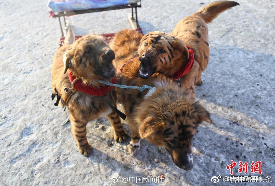 老虎拉爬犁?近看恍然大悟,真相原来是这样
