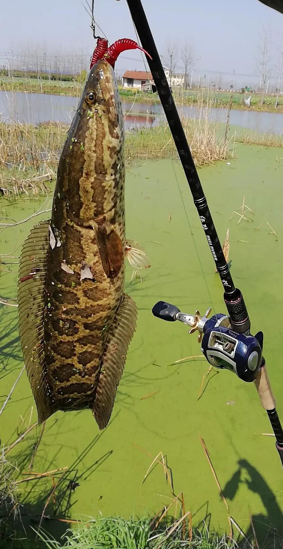 春花狂影战黑鱼，放牛初试新品竿