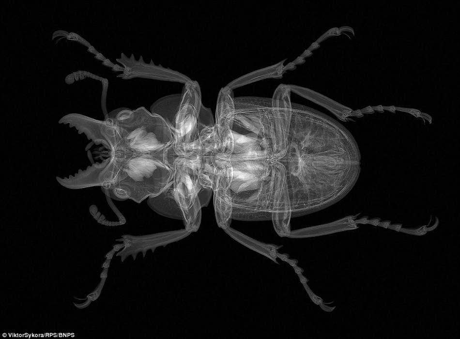 一只锹形虫的x光图片,可以看到它坚硬的外骨骼与体内的结构.