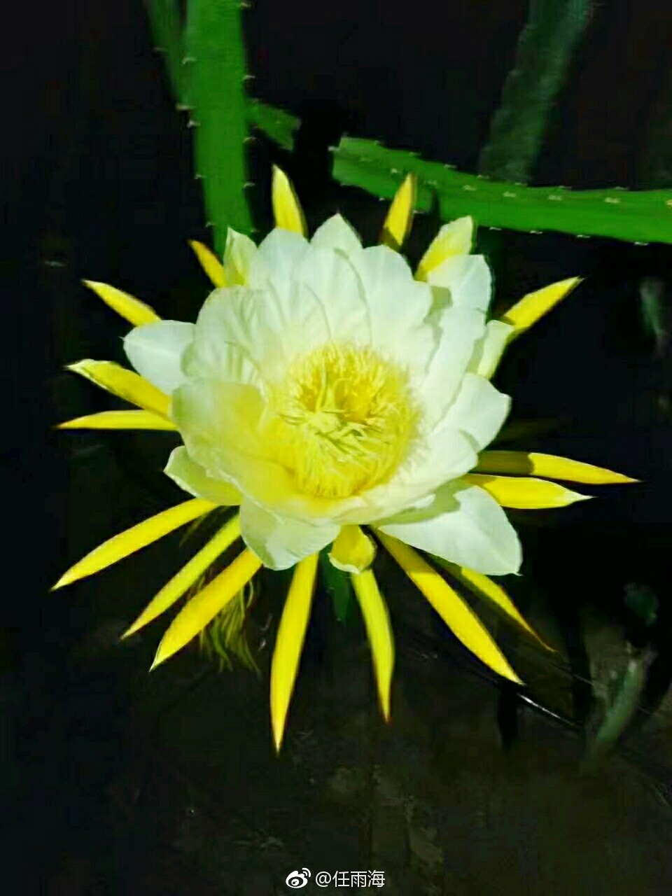 为补日照时间给火龙果装灯泡 没想到晚上却美