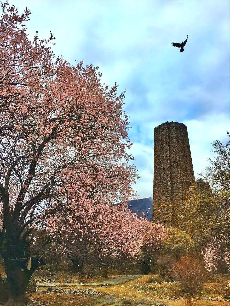 2018年林芝桃花节已确定!下个月来西藏,邂逅中