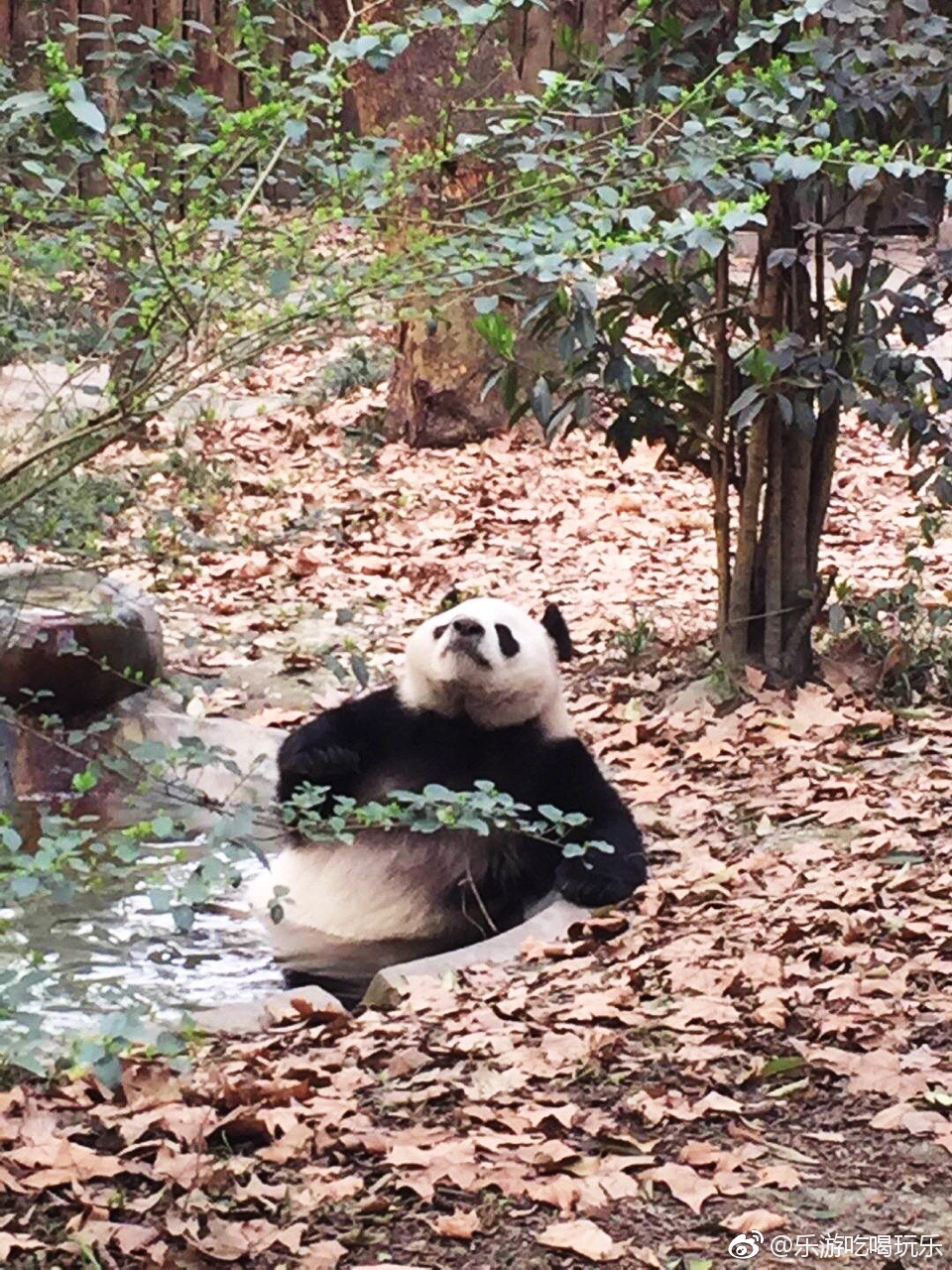 熊猫是中国的国宝,也是世界上最珍贵的动物之