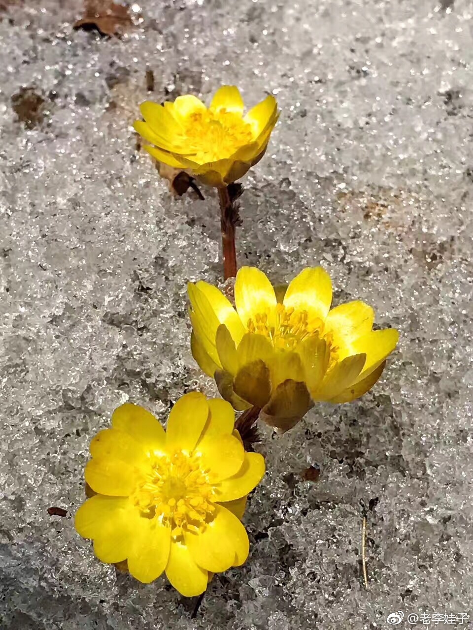 美丽的冰凌花即将浴雪绽放.拍到它们并非易事,要在森林的阳坡上