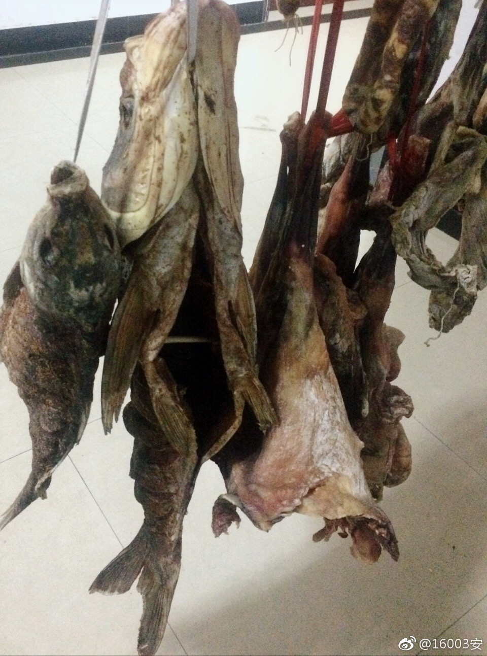 北冥有鱼,其名为鲲,鲲之大,一锅炖不下。化而为