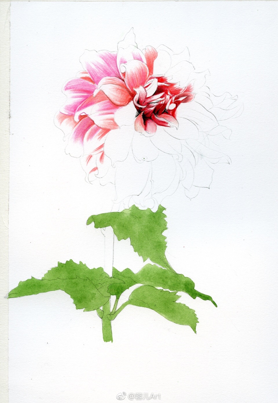 大丽花