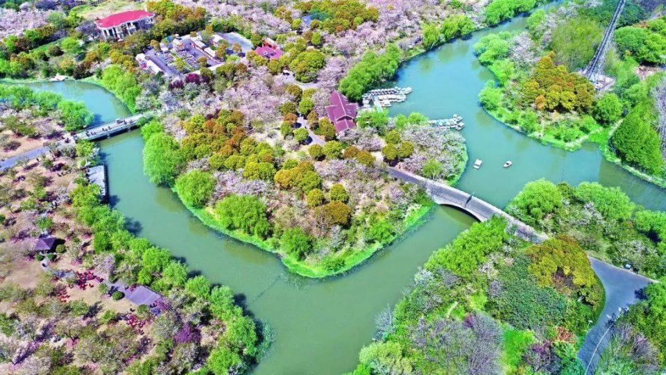 玩法上海樱花节来了，奉上N条宝山赏樱之旅线路！