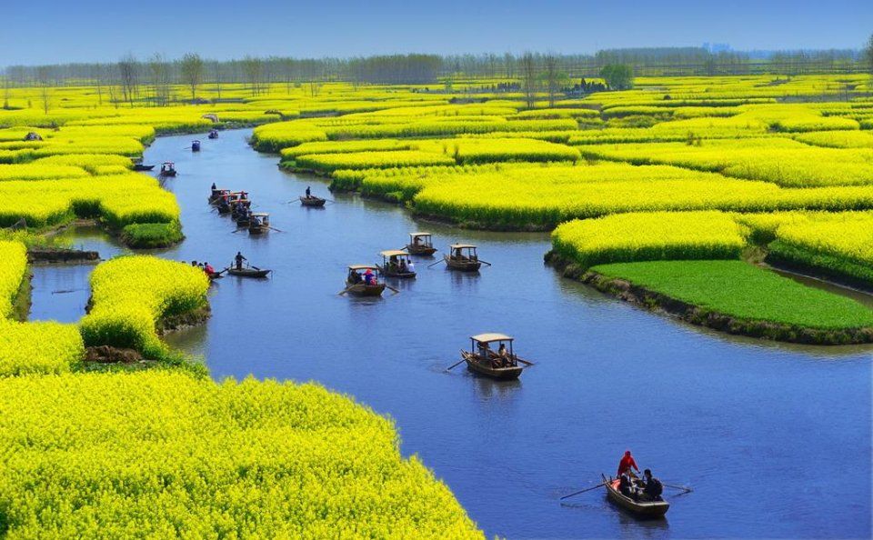 中国唯一水上油菜花海,你见过如此震撼的"水上黄花"吗?