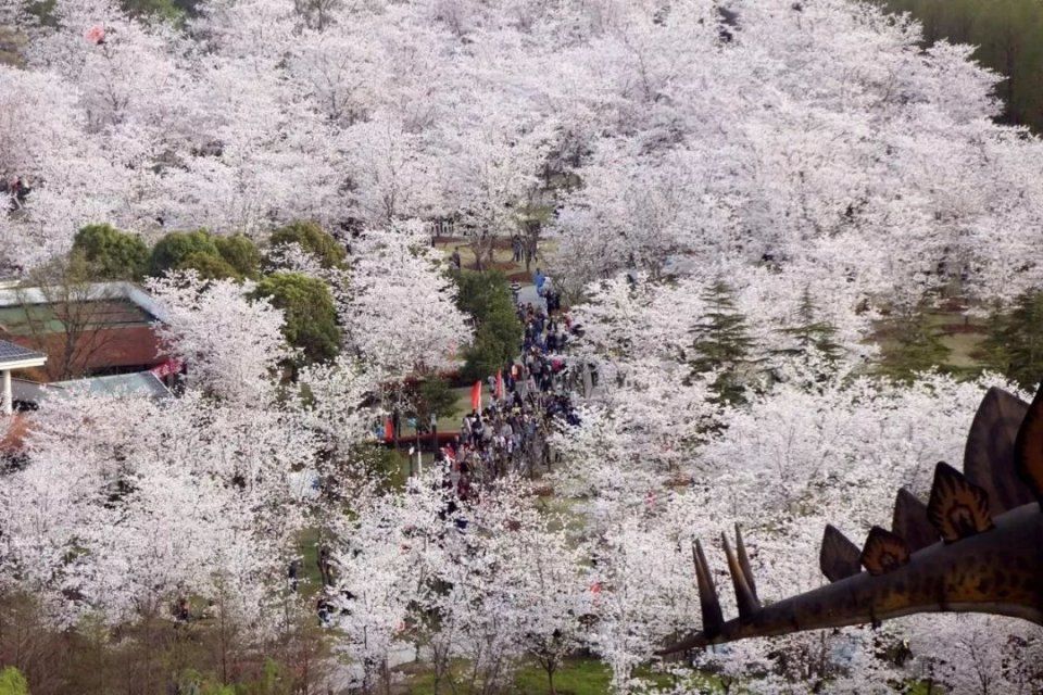 玩法上海樱花节来了，奉上N条宝山赏樱之旅线路！