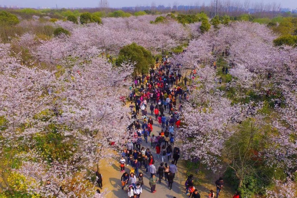 玩法上海樱花节来了，奉上N条宝山赏樱之旅线路！