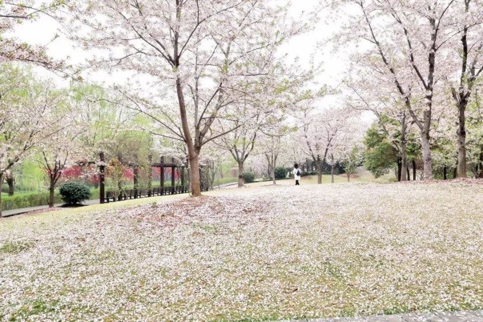 玩法上海樱花节来了，奉上N条宝山赏樱之旅线路！
