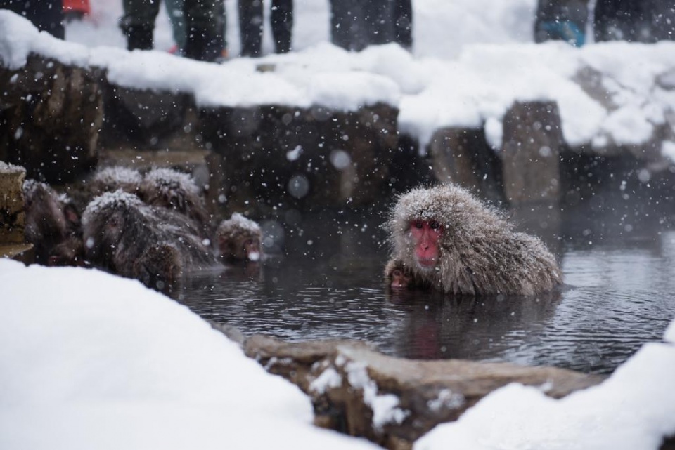 会泡温泉的日本雪猴，“销魂浴照”惹人爱！