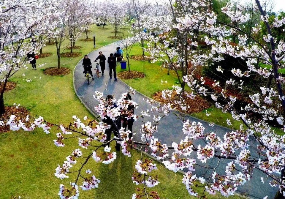 玩法上海樱花节来了，奉上N条宝山赏樱之旅线路！
