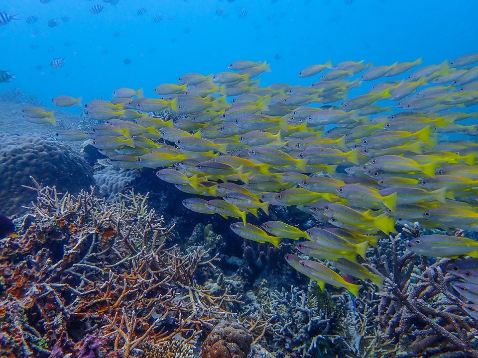 深潜仙本那，探寻海底的秘密，发现海洋深处的美丽