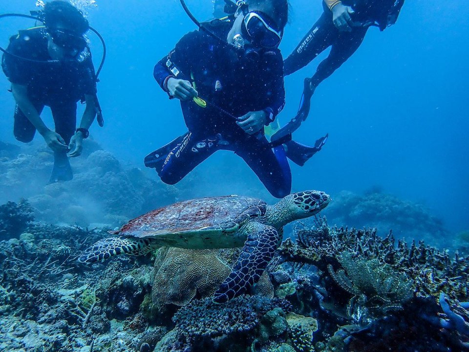鲸下潜2000米都没事,为什么钢铁打造的潜艇,却会...