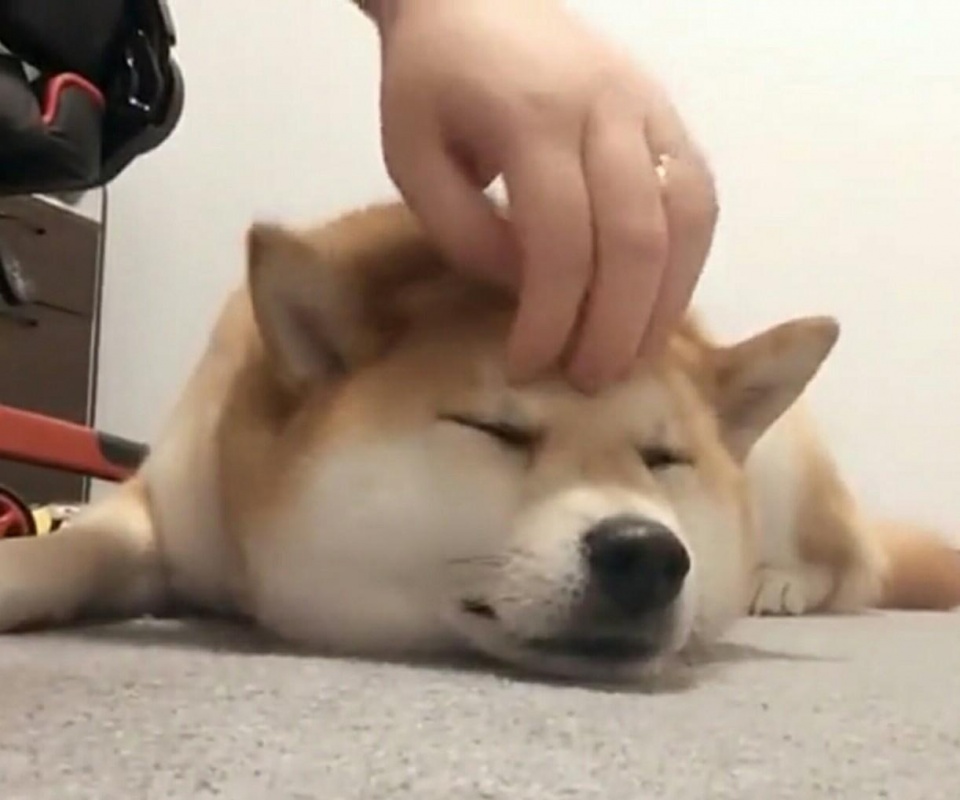 柴犬狗子斜着眼睛,看着宠物主人的手,一副贼精贼精的样子.