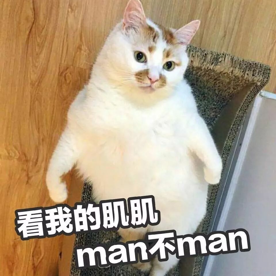 这只网红猫的表情包,够你们用到年底了!