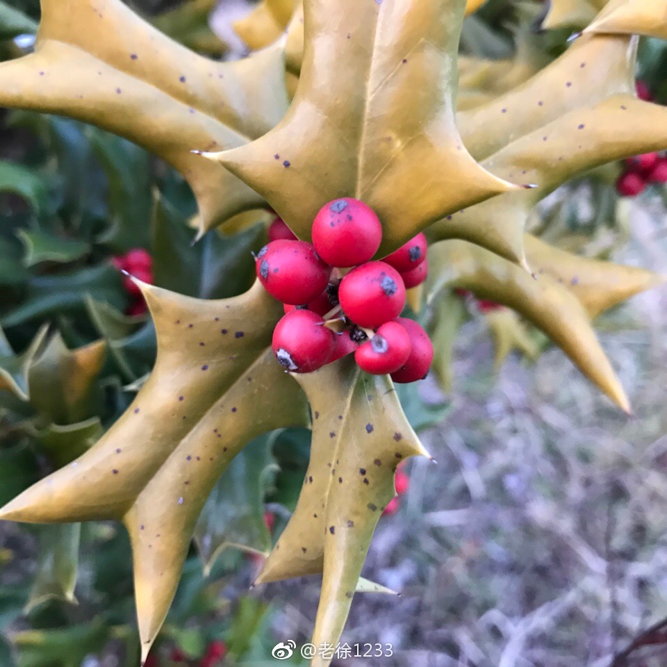 枸骨学名ilexcornuta又名猫儿刺老虎刺等