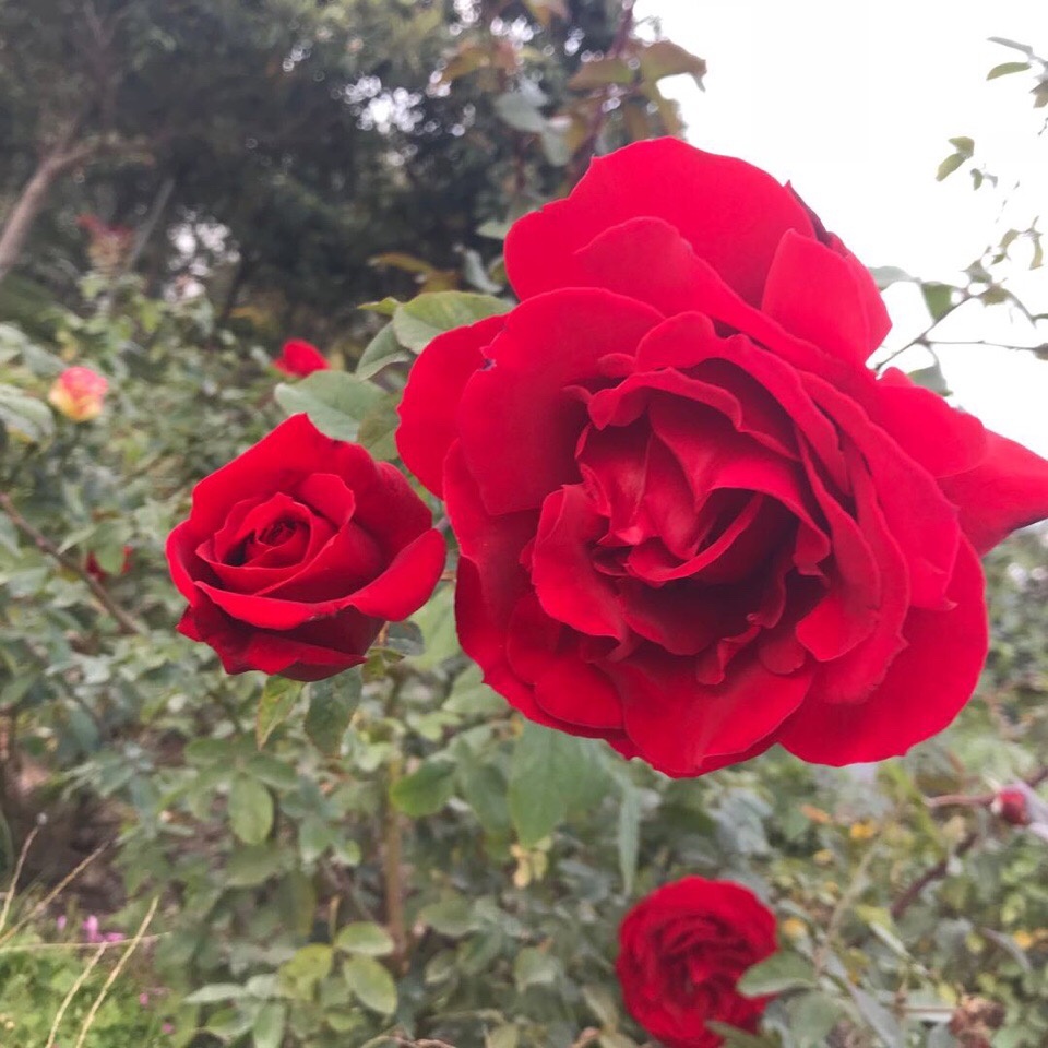 花有重开的,人无再少年|柳树湾|关汉卿|少年_新