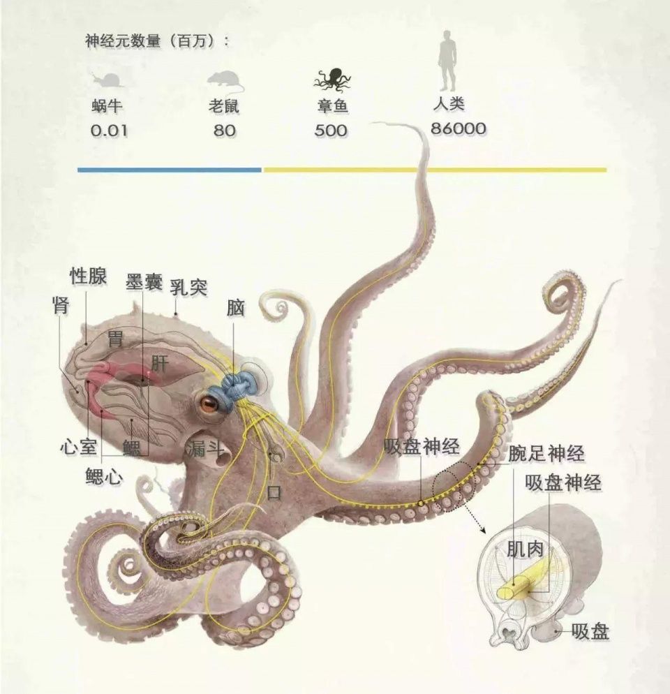 所以同为无脊椎动物,章鱼拥有的5亿个神经细胞,单词就高下立判了.蝴蝶兰的英文马上图片
