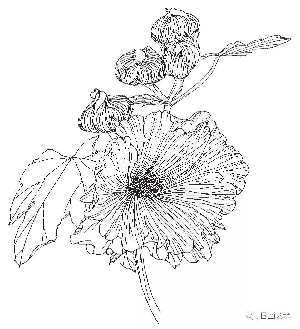 蜀葵花的白描写生步骤详解
