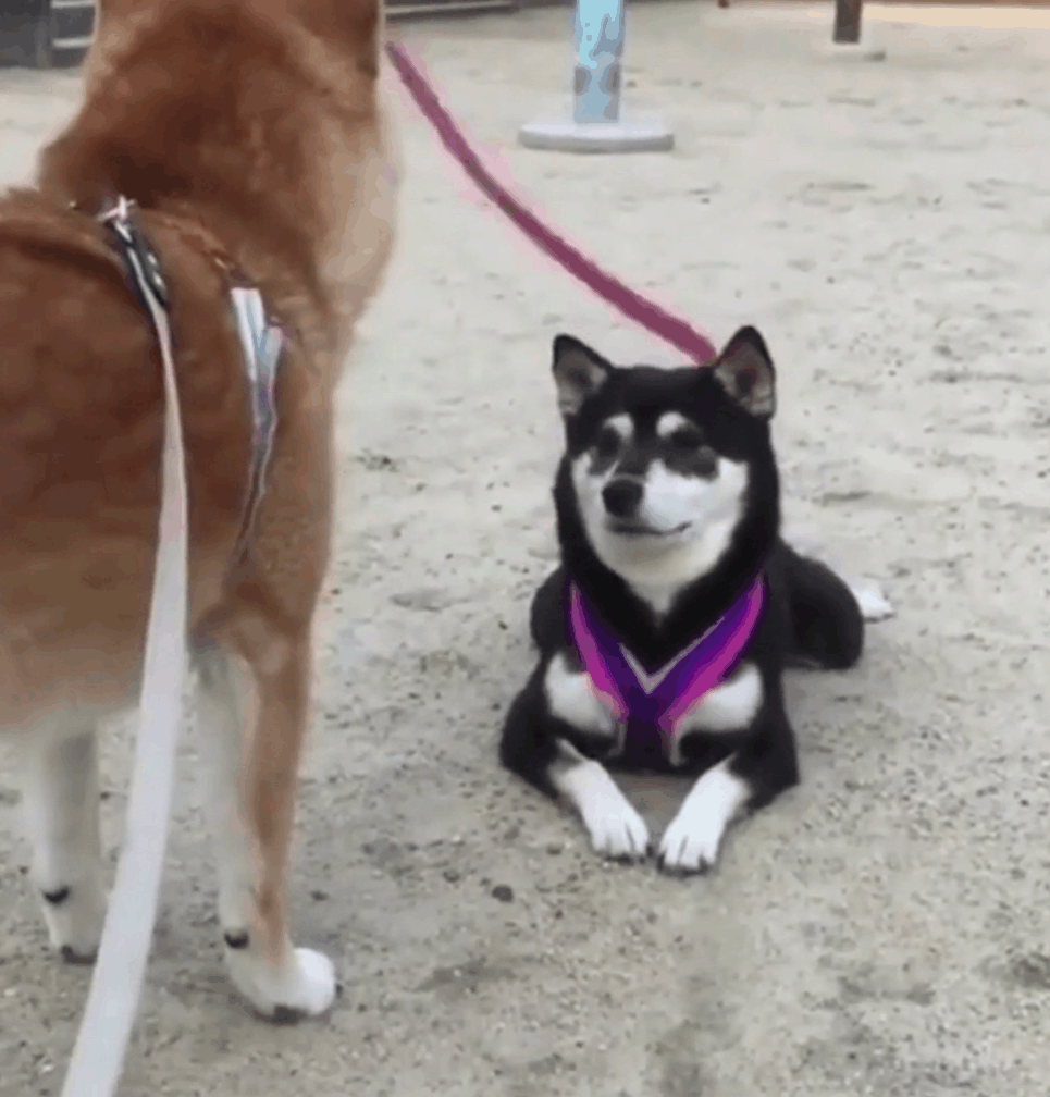 柴犬爬过来之后,还很淑女地双手交叉在一起,问题是:狗主人在这边啊,你