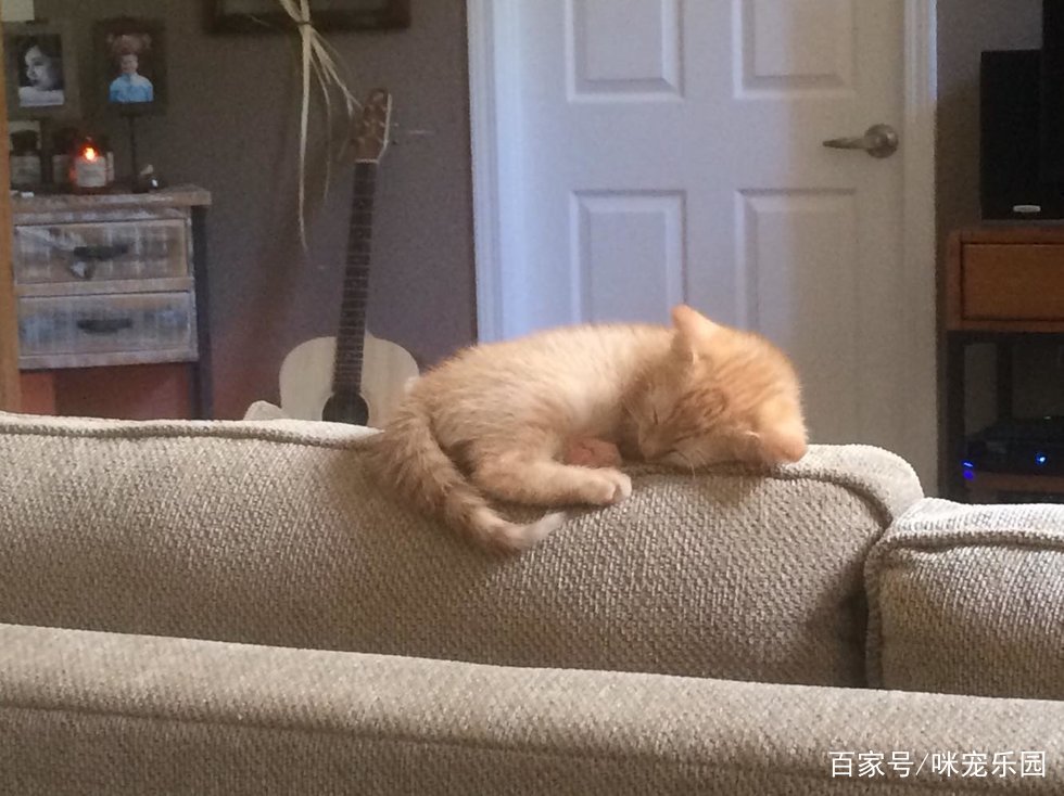 橘猫跌进下水道,遇人施救抱紧雪铲顺杆爬,喜欢躺沙发