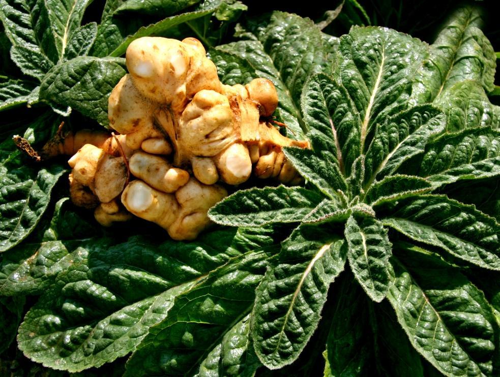 别看这东西长得磕碜,男人吃了它夜夜生龙活虎