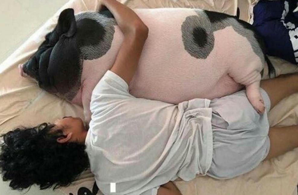 花小猪老总_小猪佩奇图片(3)