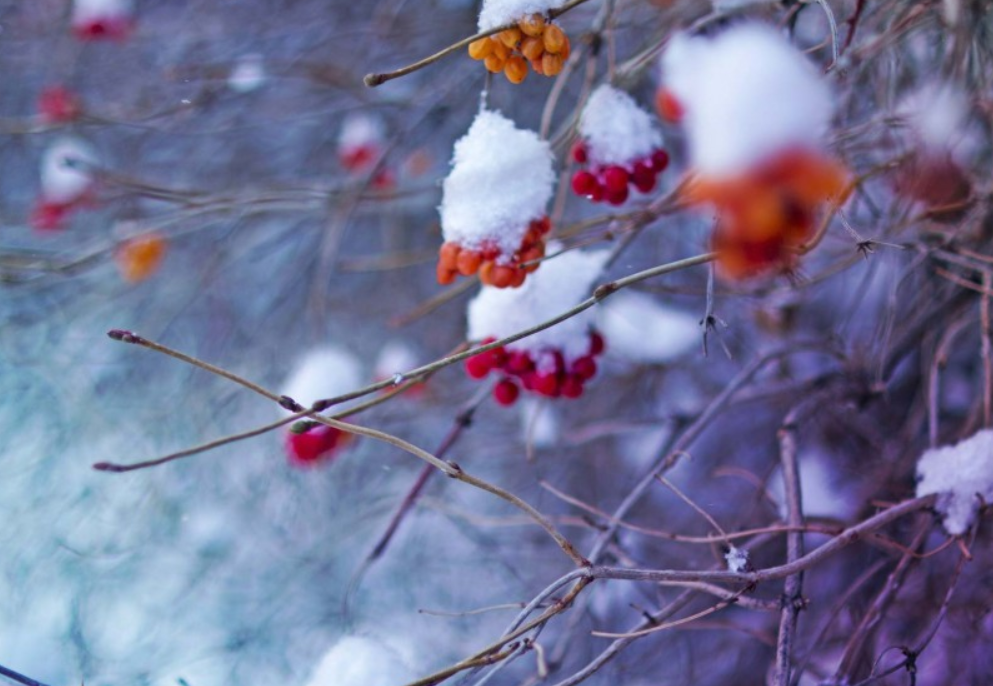 冬天雪景唯美图片洁白动人