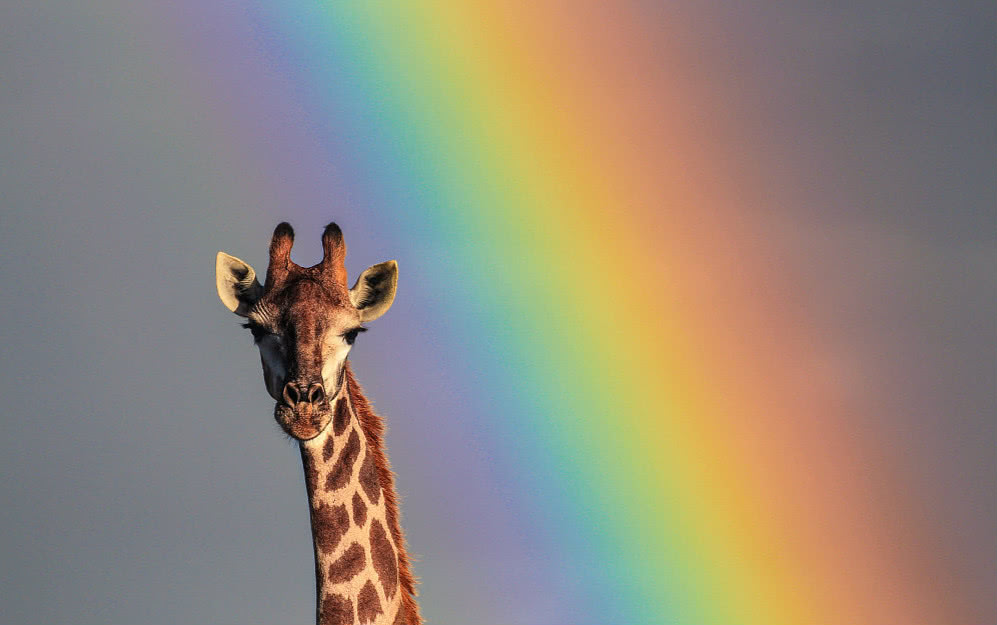 摄影师意外拍到长颈鹿撞上彩虹 网友:彩虹糖广告原型?