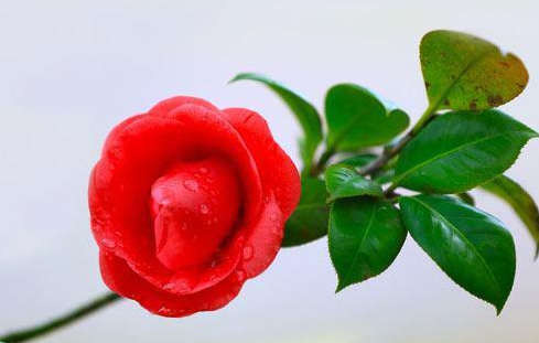 茶花的养护方法 如何为茶花做好修剪及舒蕾工