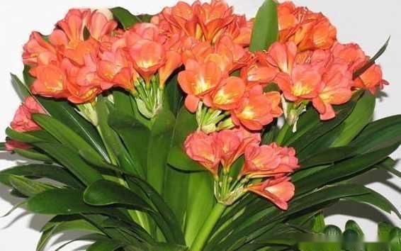 淘米水能浇君子兰吗?原来之前做错了这么多年