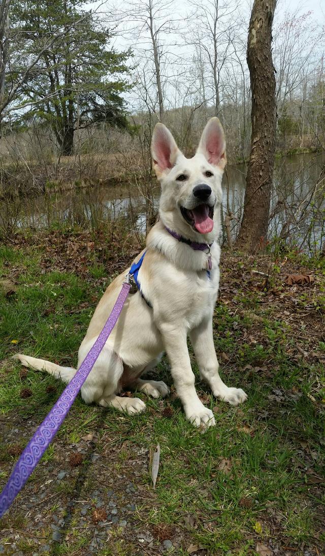 这是我家的白色德牧，很多人以为它是哈士奇!