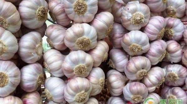 杞县大蒜多少钱一斤?2018年5月8日各地大蒜价