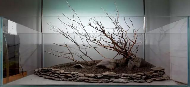 120原生大缸开缸造景教程