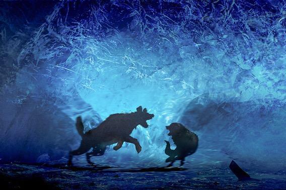 阿尔法:伴狼归途