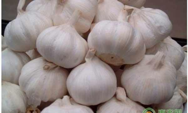 杞县大蒜多少钱一斤?2018年5月8日各地大蒜价