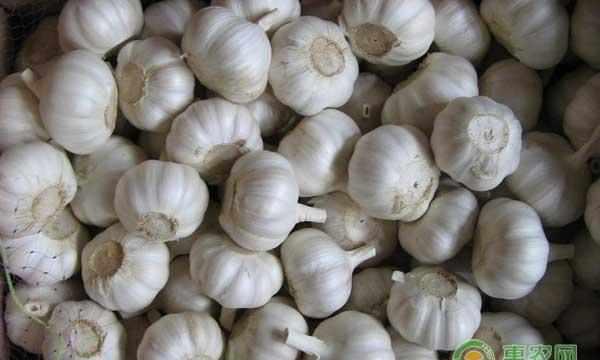 杞县大蒜多少钱一斤?2018年5月8日各地大蒜价