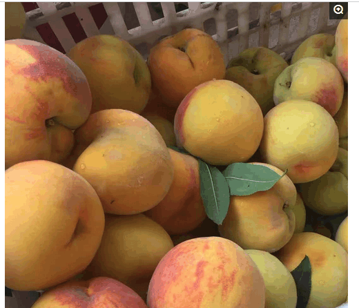 桃子买多吃不完, 最好的保存方法: 做罐头!