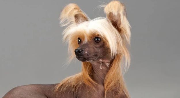 如何照顾中国冠毛犬的皮肤