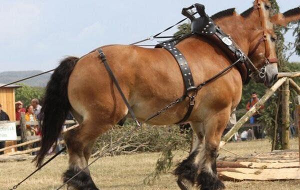 地球上10大重型马, 第一高2米重1.8吨, 第六蒙