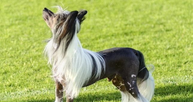 如何照顾中国冠毛犬的皮肤