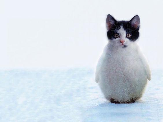 壁纸 动物 猫 猫咪 小猫 桌面 564_424