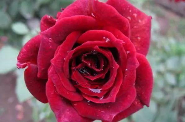 心理测试: 选一朵最妖艳的玫瑰花, 测你爱情中最