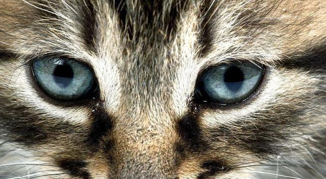 猫咪真能看见脏东西?主人:它总是半夜突然盯